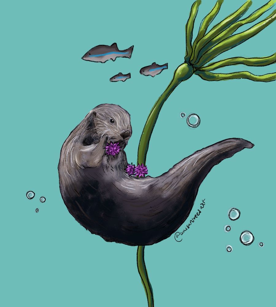 Drawing of a sea otters eating purple sea urchins with some kelp and fish in the background 