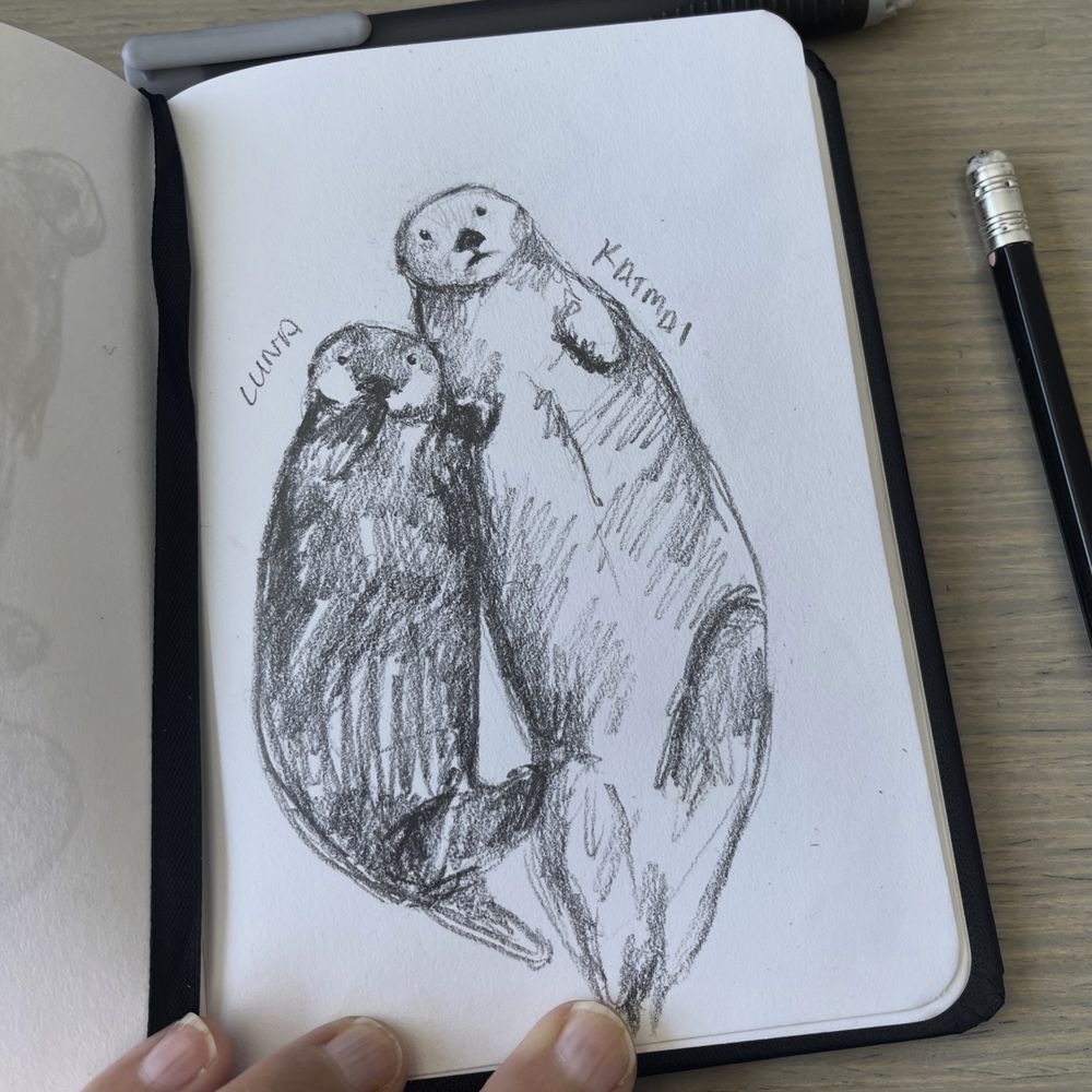 Rough graphite sketch of Luna and Katmai the sea otters holding paws. Luna has her other paw in her mouth