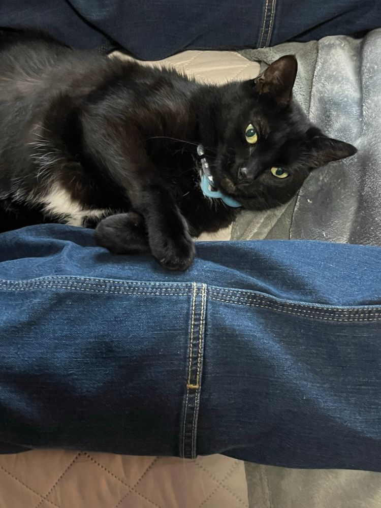 Black cat with white tuft on belly looks at camera with paw on a leg wearing jeans.