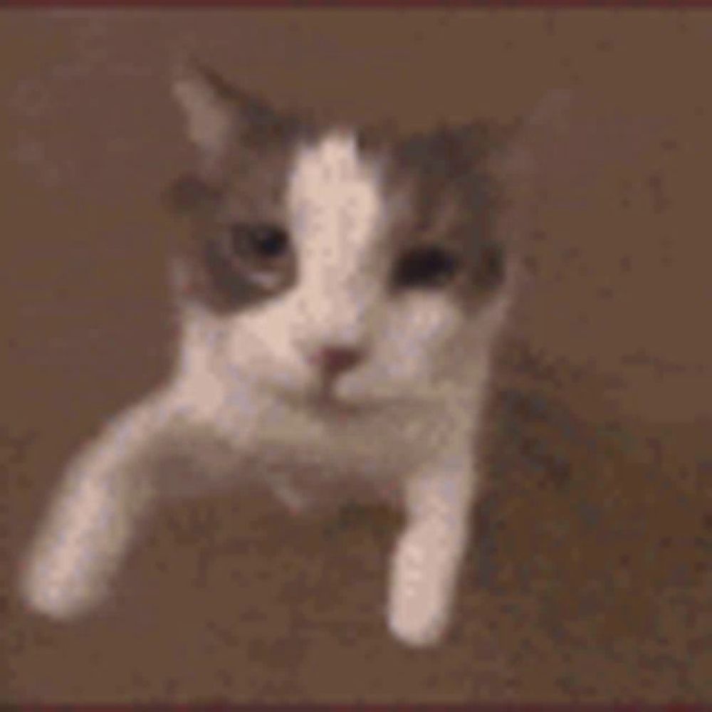 a close up of a cat 's face with a blurry background .