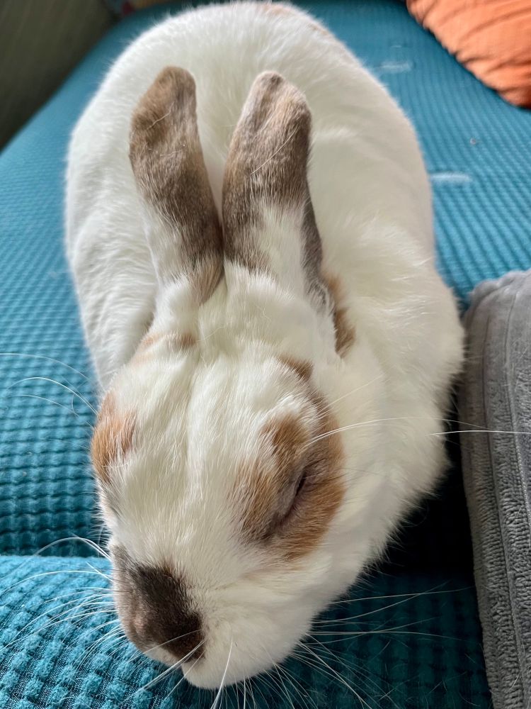 A most beautiful bunny, lying bun-shaped facing the camera, with her ears back and her eyes closed in relaxation: she is mostly white, with brown patches on her nose, eyes and ears.