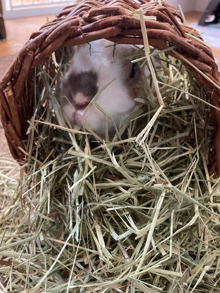 The cutie-pie nose of a rabbit emerging from a basketwork willow tunnel filled with hay. The bunny is mostly white, with brown patches on her nose and eyes, her ears are hidden by the lip of the tunnel. The tunnel is on a brown rug covered in hay. The bunny has a delightfully bold and defiant expression on her face.