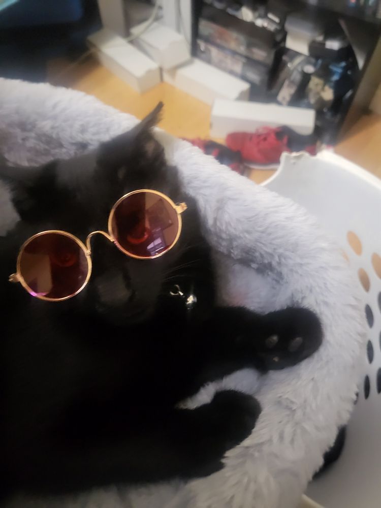 Black four month old kitten wearing red sunglasses. The kitty is serving 