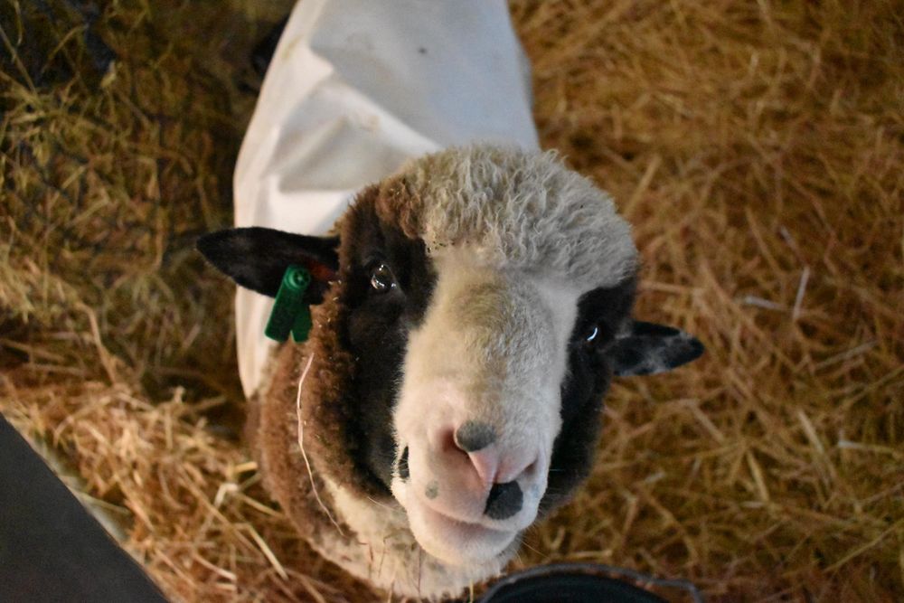 a brown and white sheep with a badger face and a soft spotty nose, looking up cheerfully