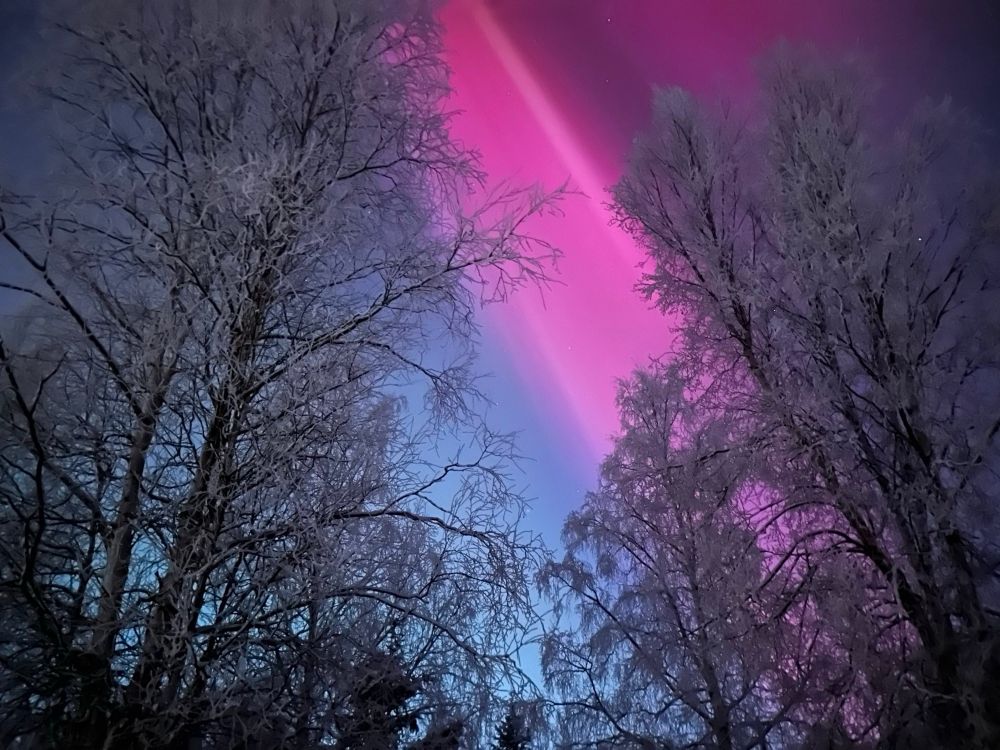 aurora and i think maybe STEVE?
blue twilight with frosty trees and pink aurora