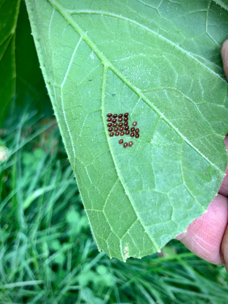 Amber brown, pin-head sized, Squash Bug eggs on the underside of a cucurbit leaf; five even rows of four, laid like stars on a flag, with five more slightly angled to the lower right and three at random below.