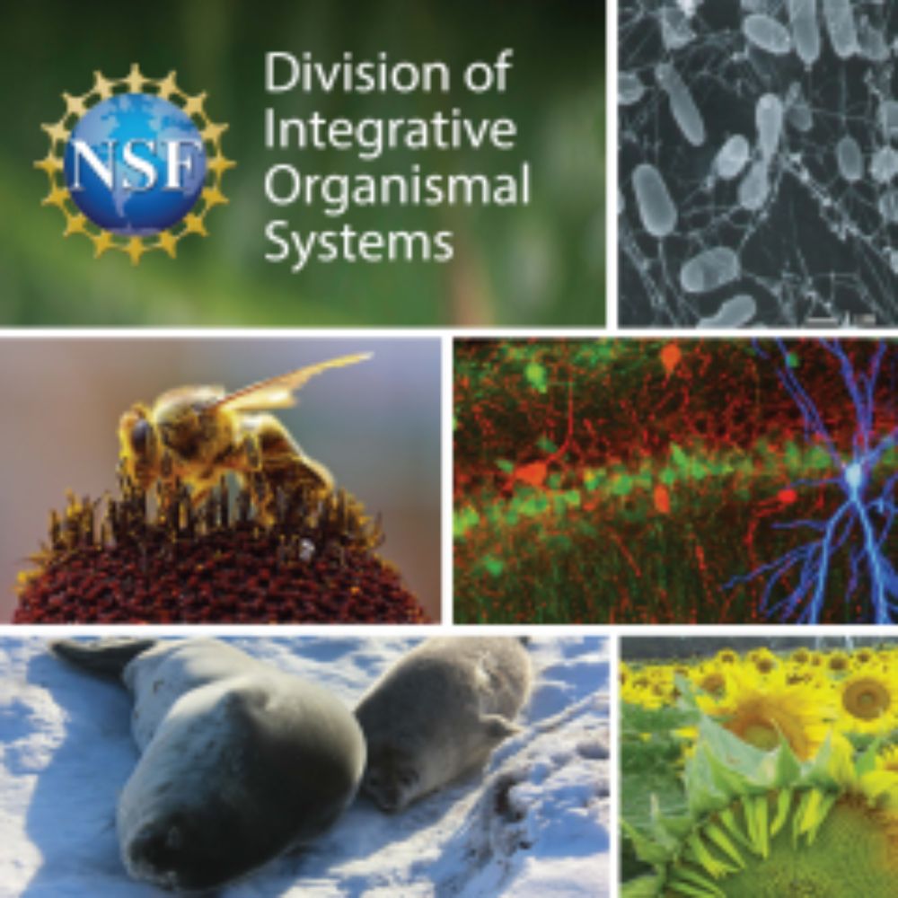 Need help determining if your project idea is a good fit to an NSF program? Send us a “one-pager.�...