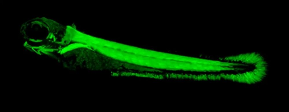 IOS Funded Research: Neural Systems Cluster (NSC)