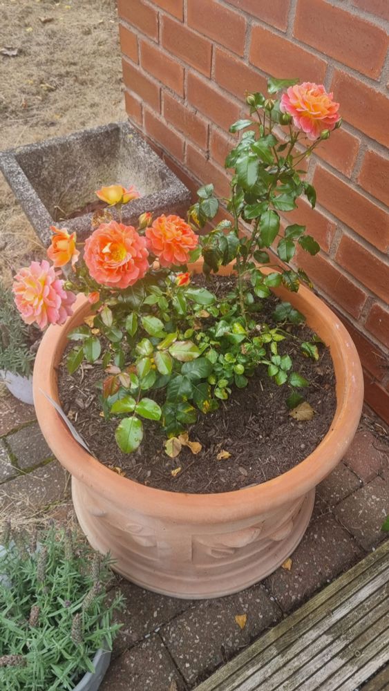 The same plant but further away, showing some additional roses.