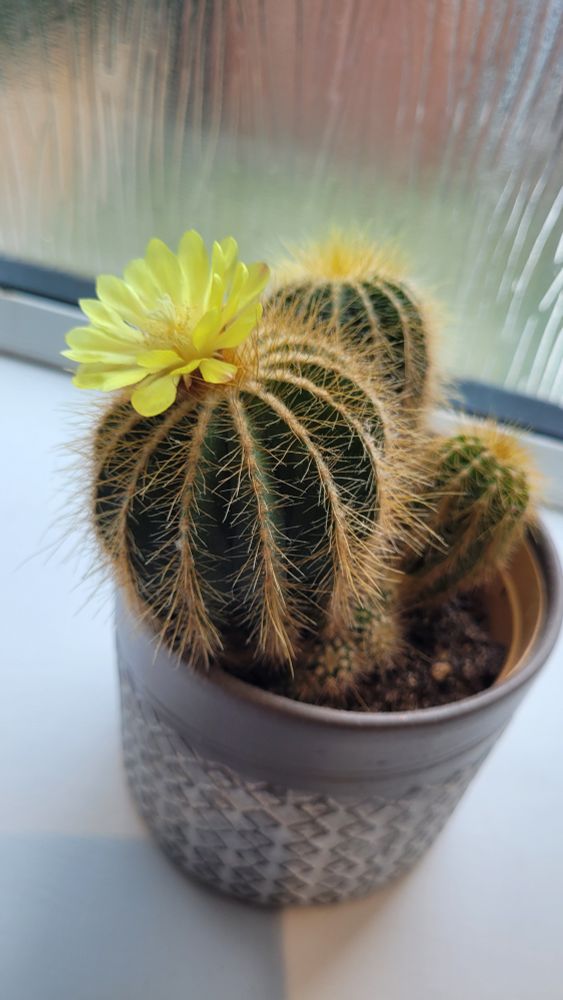 Same cactus, different angle.