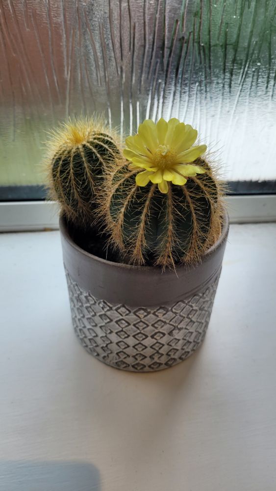 A small cactus in a pot on a windowsill. It has sprouted a yellow flower on top.