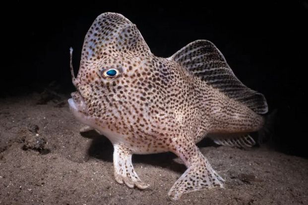  A fish featuring blue eyes is positioned on the sand, highlighting its unique appearance in a beach setting.  