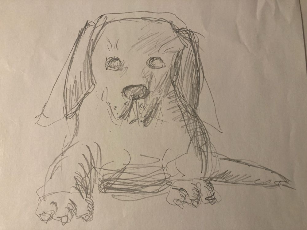 Lyijykynäpiirros etäisesti labradorinnoutajaa muistuttavasta eläimestä. 