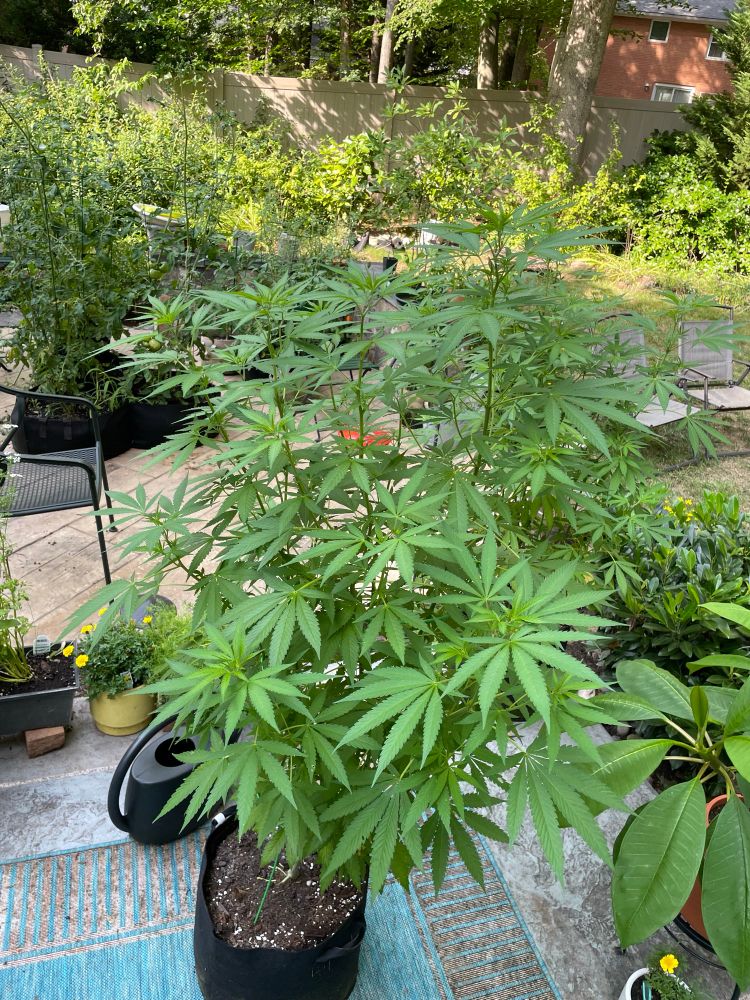 big healthy weed plant 