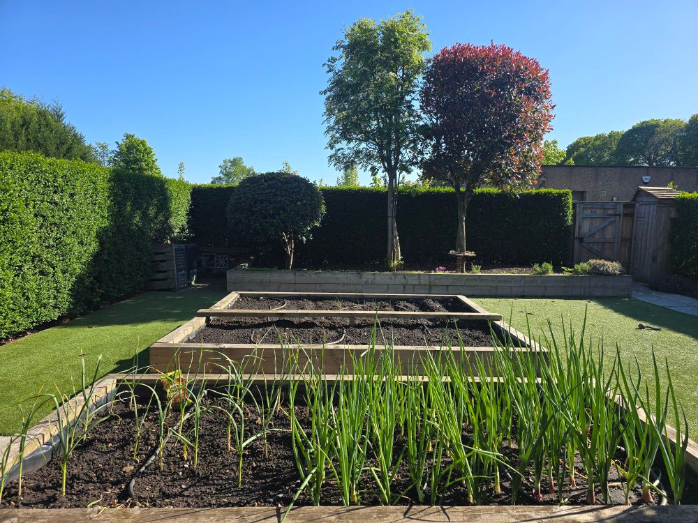 A view of raised beds in a garden, with sprouts of onion and garlic in the foreground. In the background, there are three trees, and blue skies.