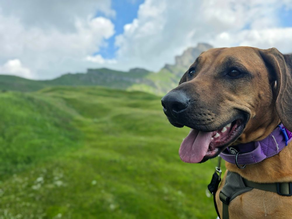 A portrait shot of a Rhodesian Ridgeback dog with a broad purple collar. Her mouth is open and tongue hanging out. In the background is a mountain-scape, the sky is blue with white fluffy clouds. Photo taken in the Swiss Alps.