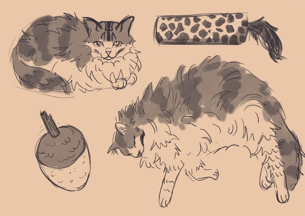 Greyscale sketches on beige background depicting Raspi, my kitty cat. Top left is Raspi looking like a loaf of bread, followed by her favourite toy: a   small long pillow with giraffe pattern and furry kind of tail. On the bottom left, a sketch of her other favourite toy: an acorn plushie. Bottom right is Raspi sleeping on her side. She is a Norwegian Forest Cat: very long hair. She reminds me of a pinecone.