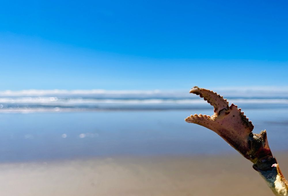 a close-up of a crab claw resting on a sandy beach, with the claw prominently displayed in the foreground, showing its textured surface and pointed tip. the background shows a blurry ocean with white-capped waves under a bright blue sky. 