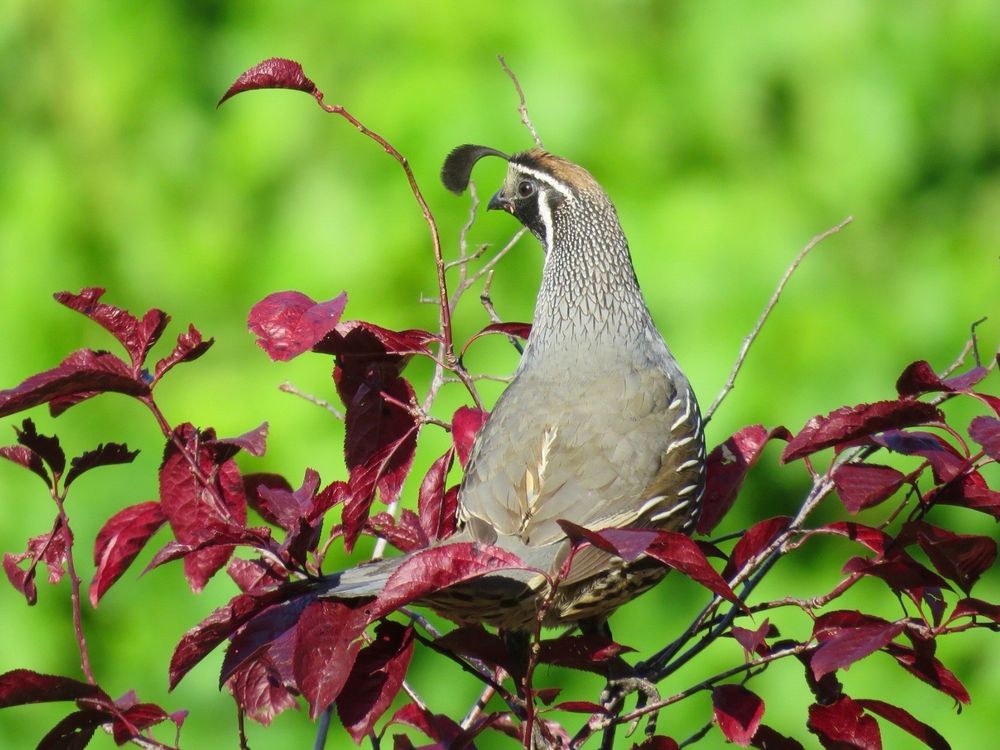 a male California quail is perched on a branch with deep red leaves. the  bird has intricate feather patterns, featuring a black face with a white border and a gray-brown body with prominent white streaks on its flanks and a black, forward-curving topknot plume made of six feathers. the background is a blurry green. 