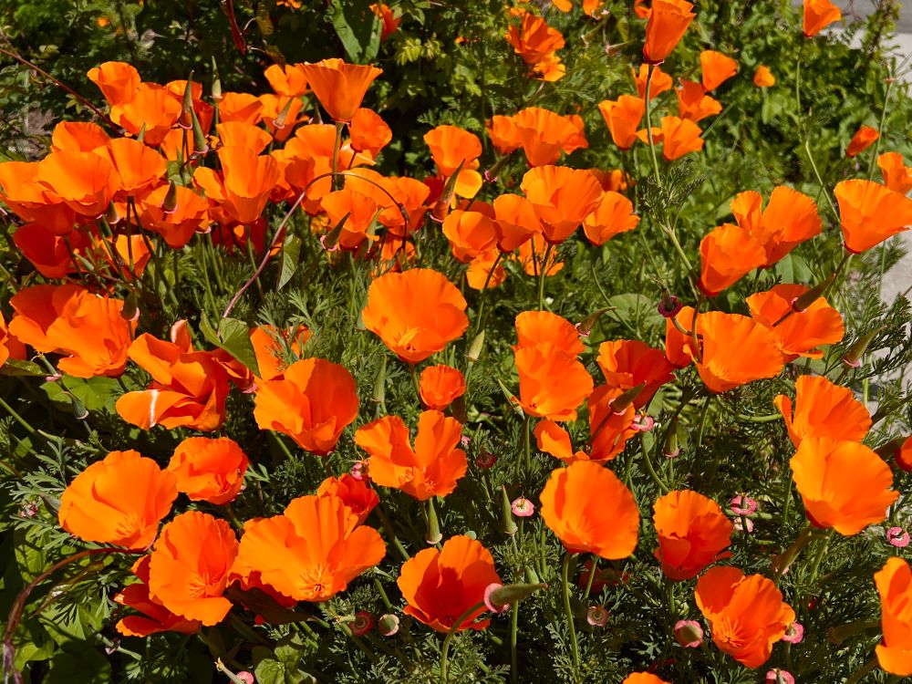 a filed of bright orange California poppies with dark green foliage, looking happy at the marsh in Bandon. 
