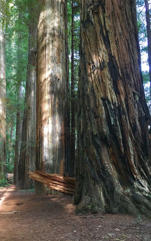 a few very thick redwood tree trunks with foliage. the sunlight creates shadows on the trees. 
