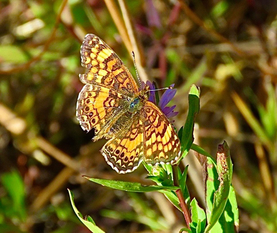 a small, orange-brown butterfly with intricate dark brown/black markings on its slightly damaged wings sits on green foliage with a blurry background. 