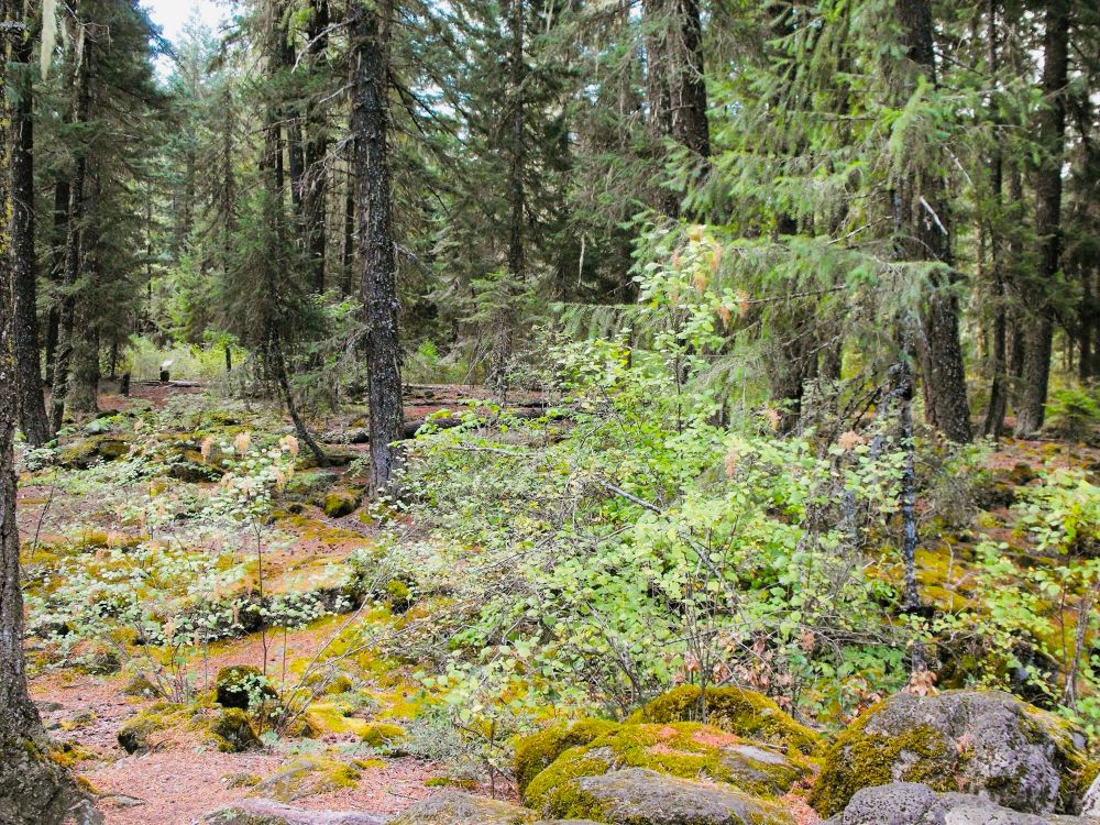 a forest landscape with mossy rocks, tall trees, and lots of green foliage. 