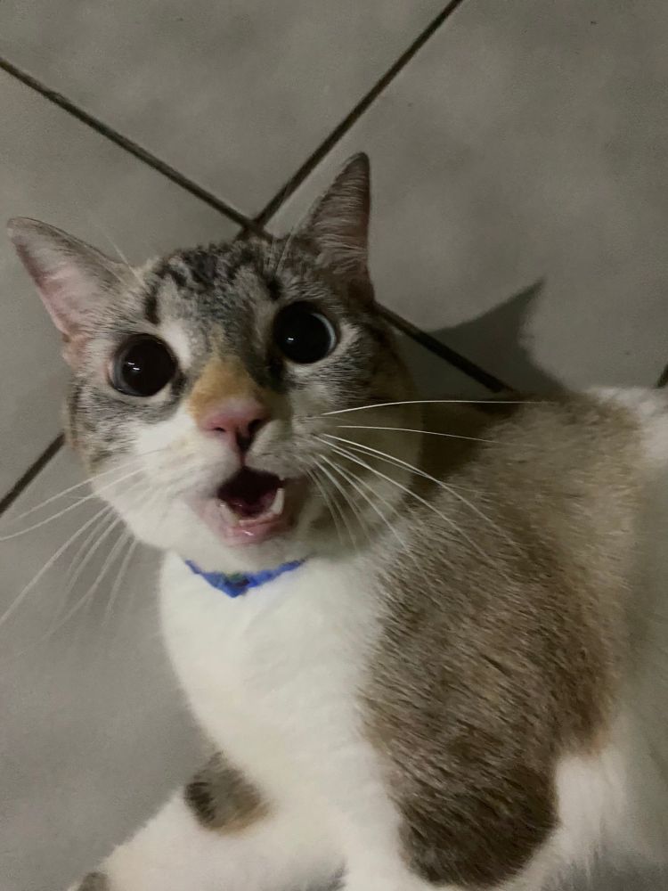 bimbim the cat smiling at the viewer from the floor, where she is laying on her side. her pupils are fucking gigantic and her mouth is open mid-meow, showing off her pointy little fangs. she looks very excited to see you, and has absolutely no brain cells