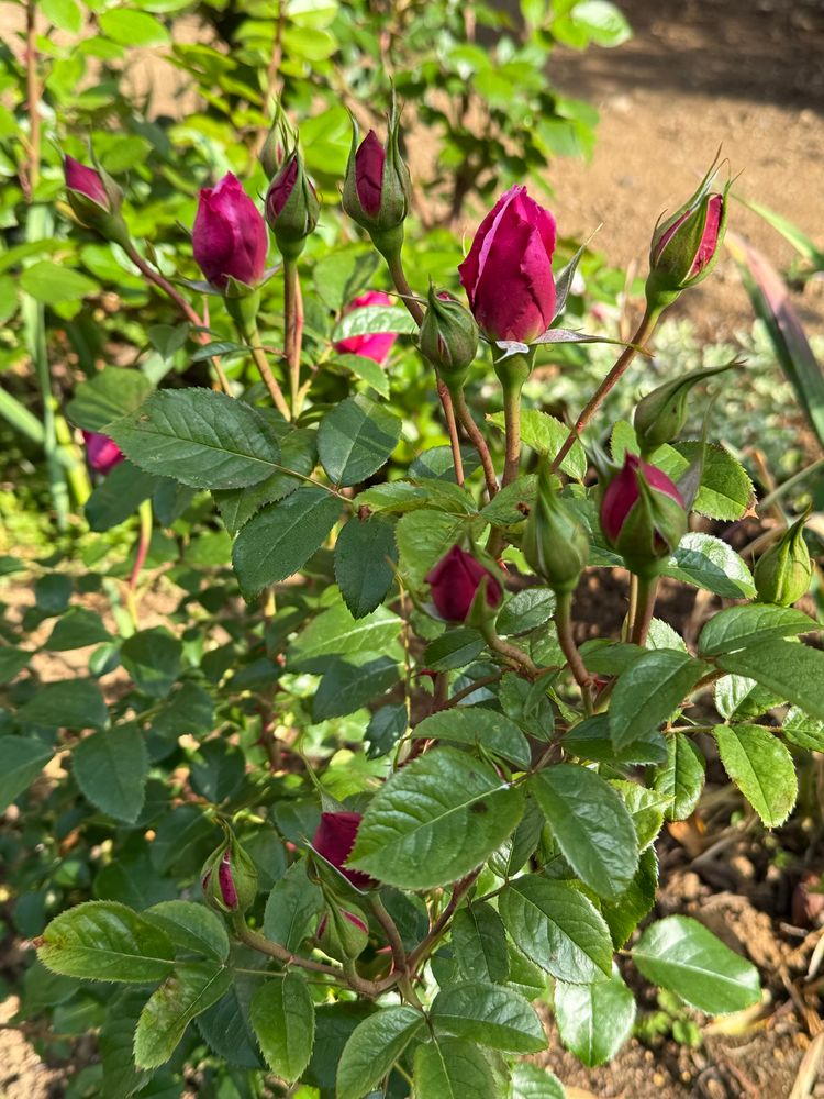 サン=テグジュペリのつぼみ