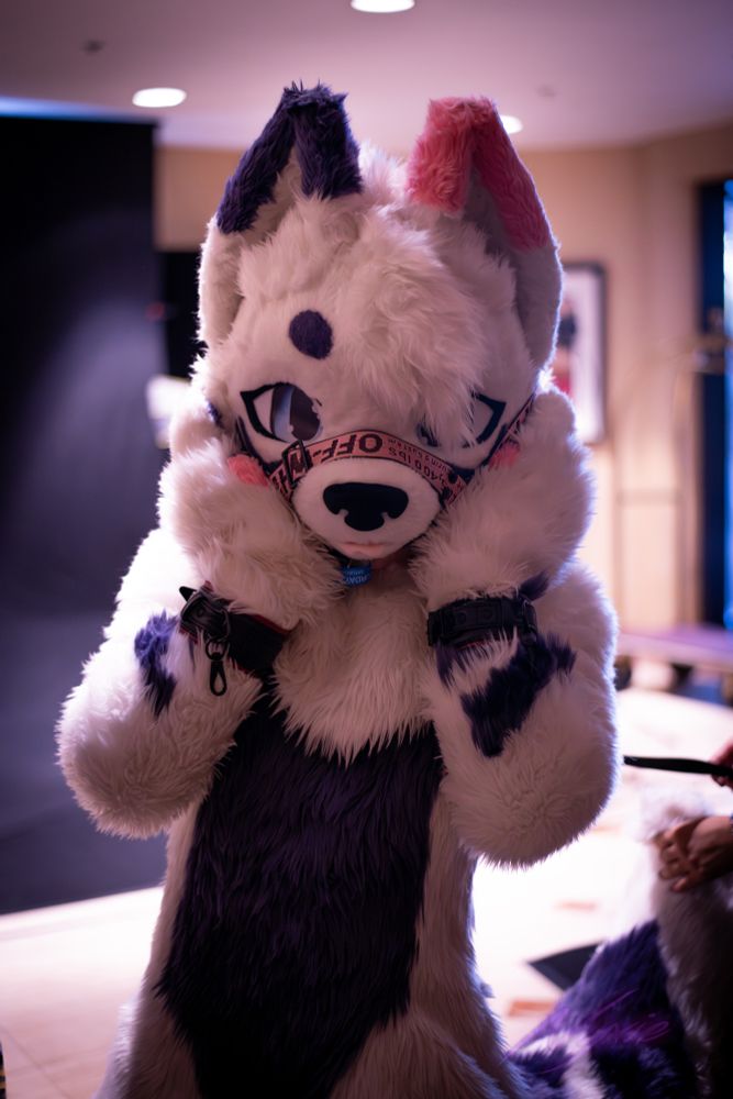 A white, purple and pink samoyed fursuiter holding their paws up, he has a muzzle and cuffs on and look quite cute. The head is less angled in this shot.
