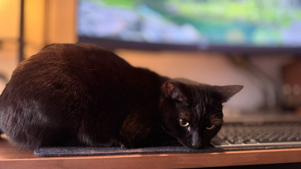 A black cat lies down on a computer desk. 