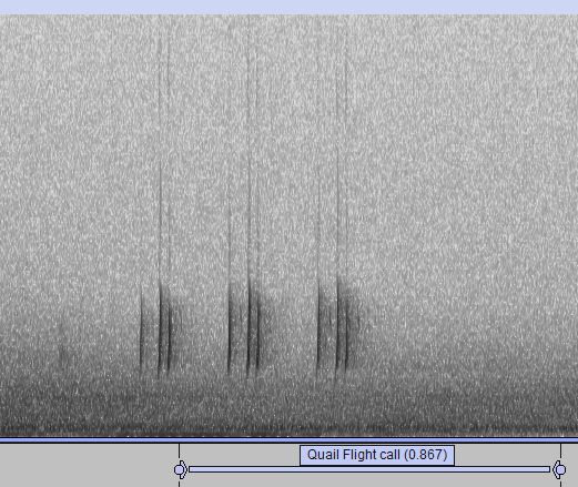 Spectrogram of Quail calls given in flight, with labels produced by the BTO Acoustic Pipeline's nocmig classifier