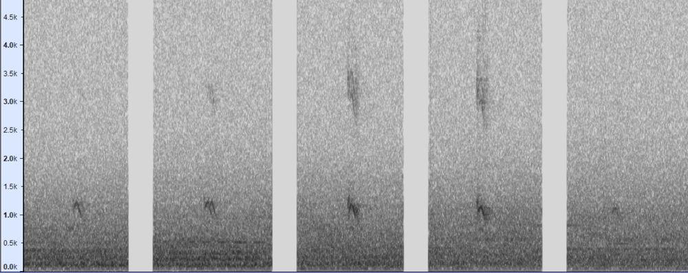 Spectrogram showing 5 Bittern night flight calls, with gaps removed. Original spanned 67 seconds 