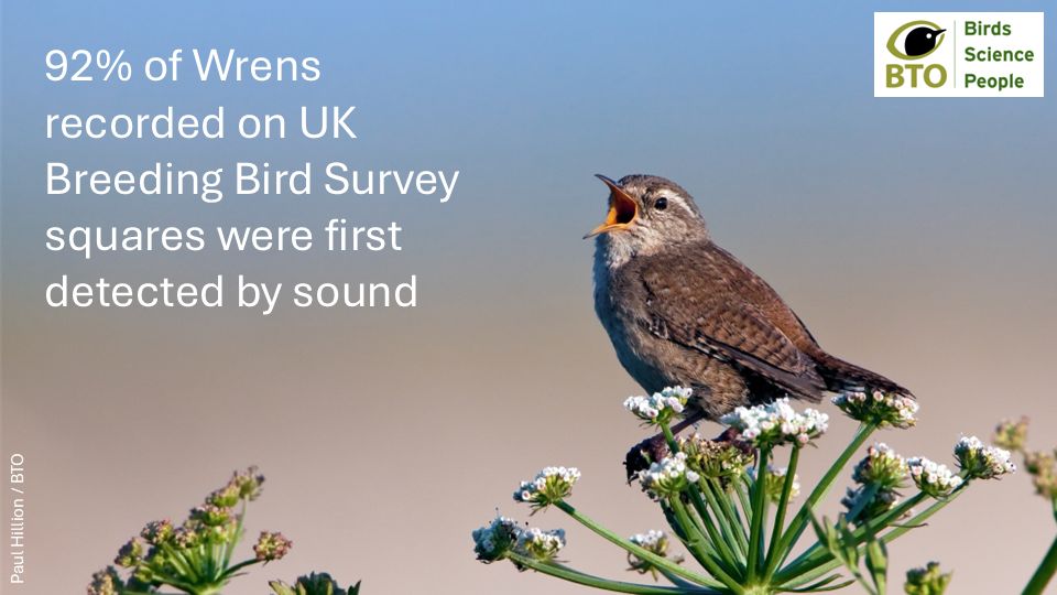 A Wren in song perched on an umbellifer. 92% of Wrens are detected by sound, rather than visually, according to BBS surveyors (Photo: Paul Hillion/BTO)