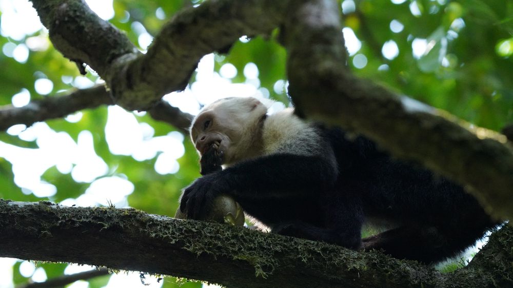 A Panamanian white-faced capuchin holding fruit and eating with its hands, placing fruit on its mouth while it bares its teeth.