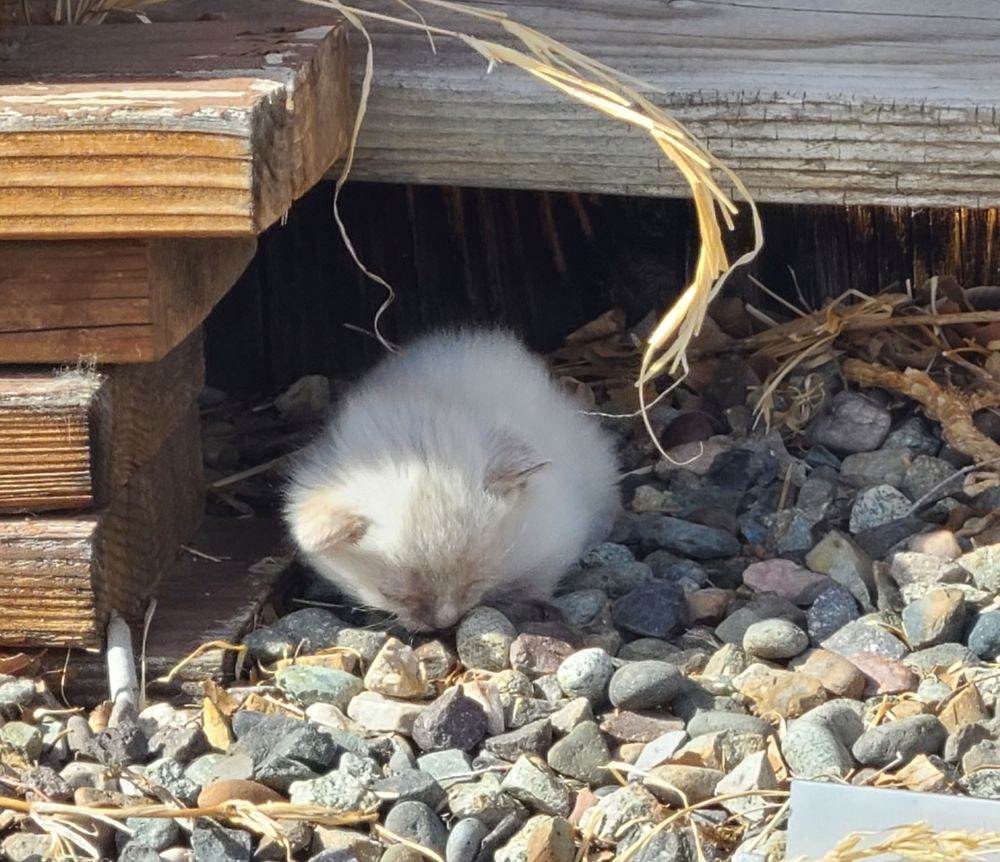 Photo of a tiny white kitten huddled beneath a plank of wood.