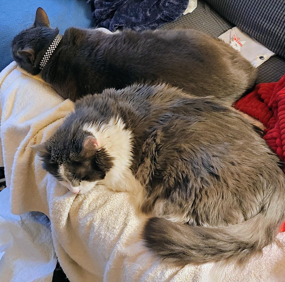 Sean, a grey and white fluffy cat in the foreground, with Jorge, a solid grey cat behind him.  They are both snoozing in my spot on the sofa, back to back of each other.