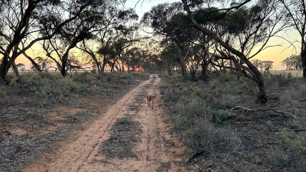 A forgotten and seldom used road in the Victorian Mallee now great for walking overactive Hungarian Vizslas. 