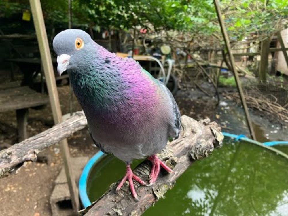 Pigeon Dance