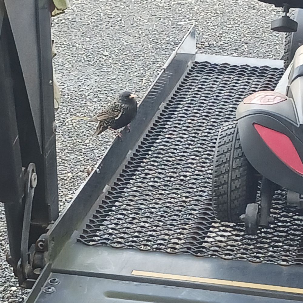 A bird sitting on a metal platform outside .