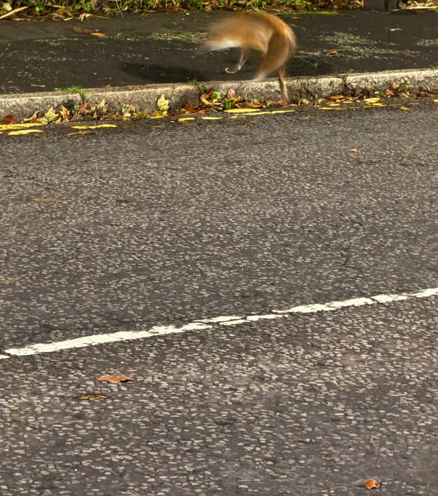 The blur of a fox