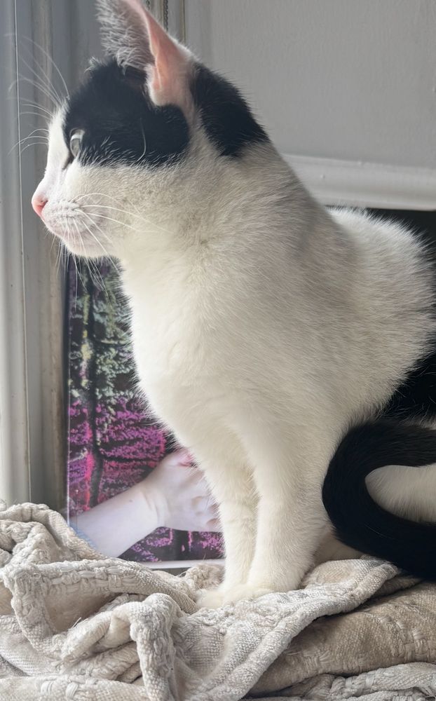 My lovely cat Amelia, facing sideways - serving still. She’s mostly white with black patches