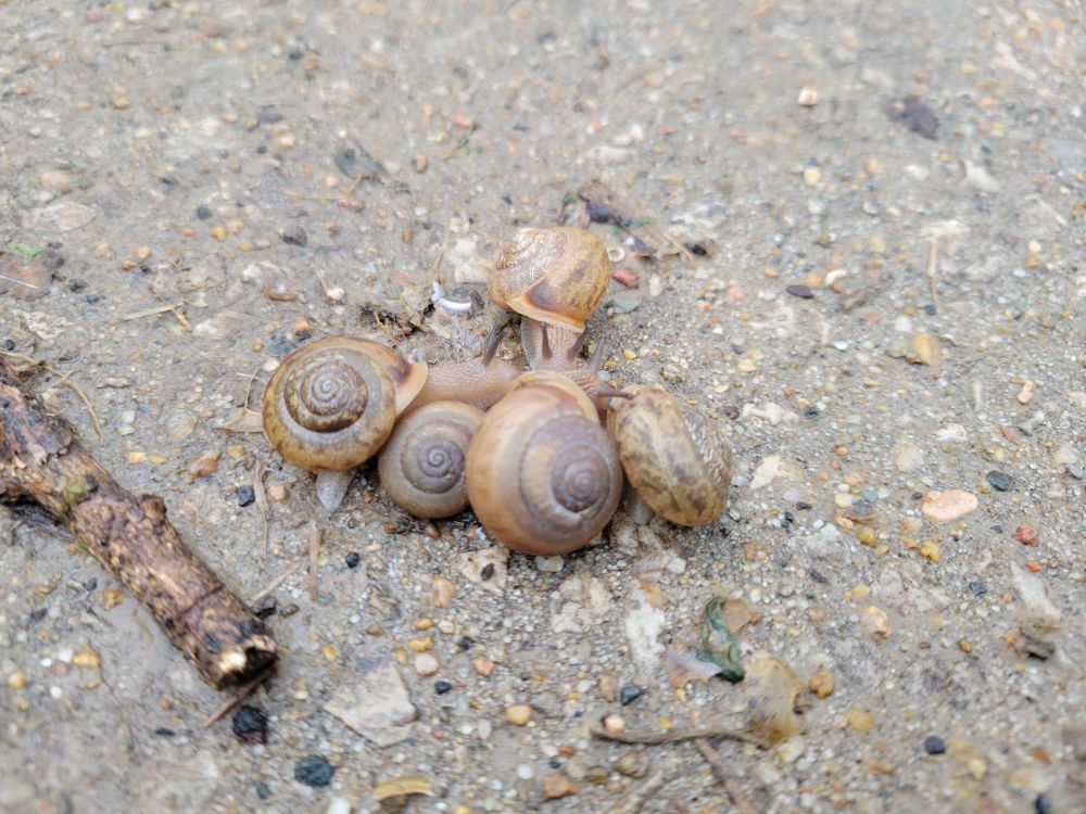 a snail orgy