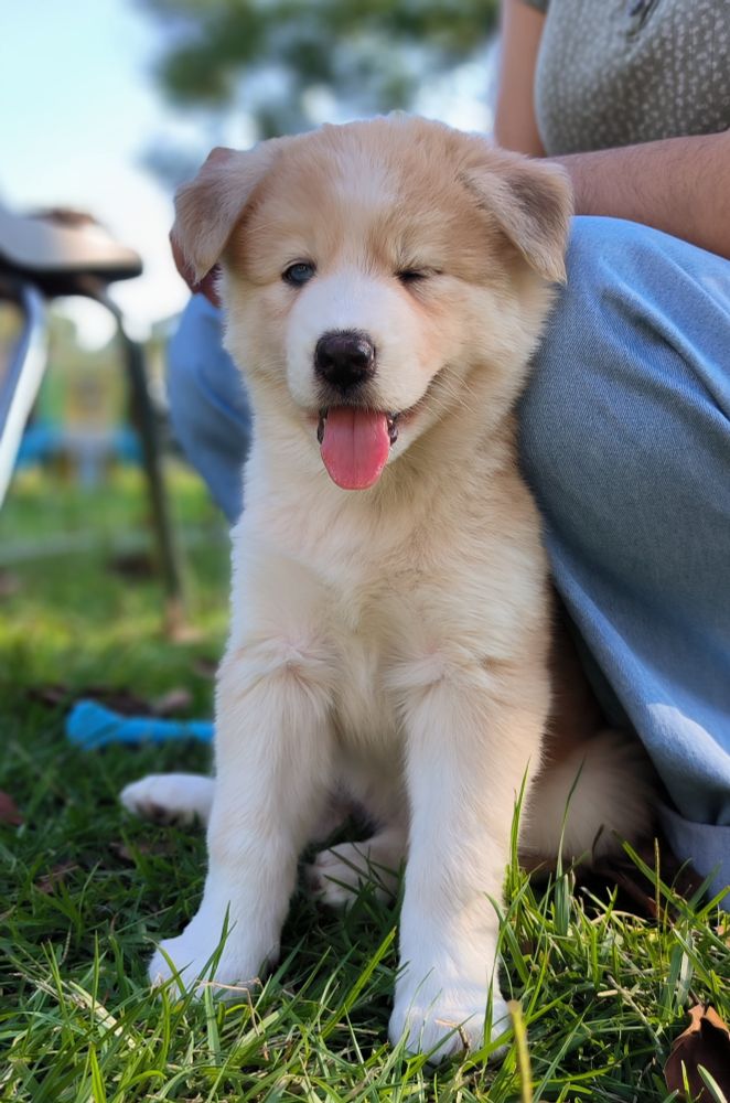 A puppy that strongly resembles a husky with a tan and white coat sits on the grass looking at the camera. Her left eye is closed and her bright blue right eye looks at the camera. Her tongue is lolling out of her mouth.