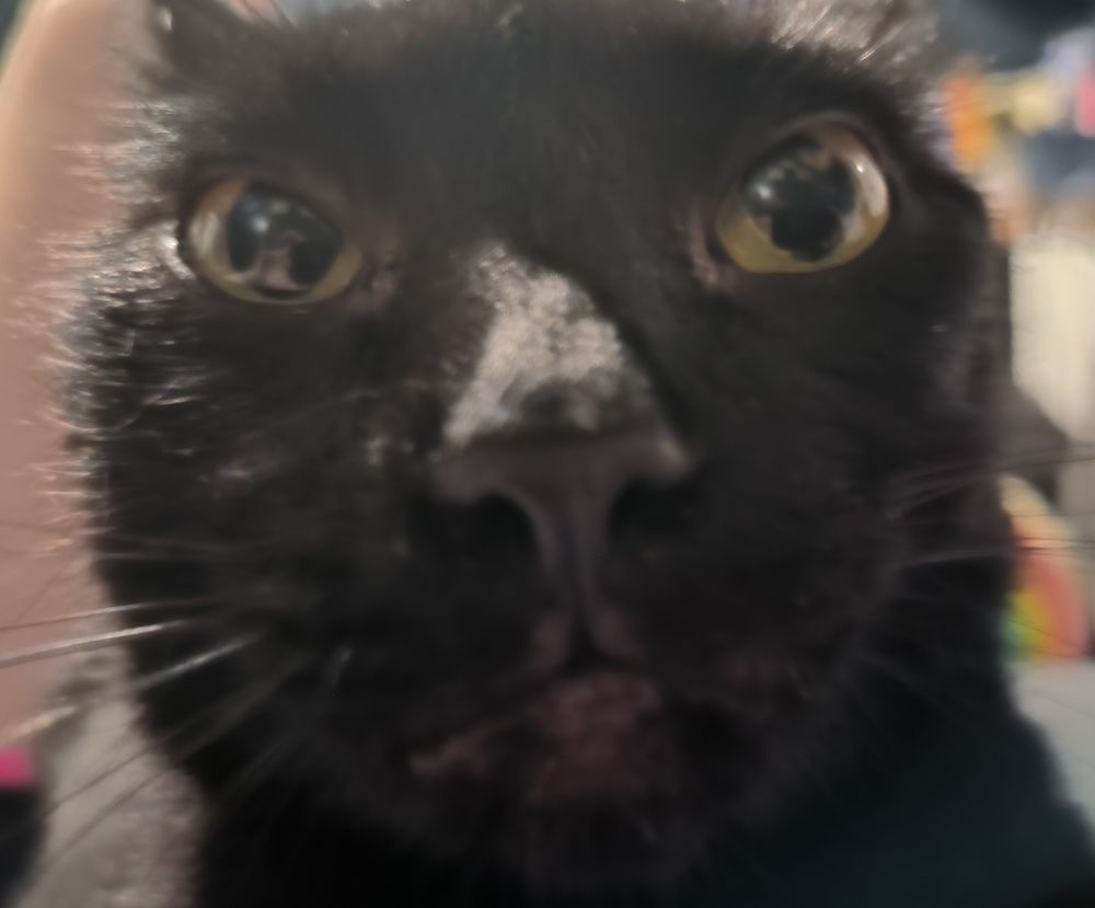 A very up close photo of my black cat, Luna, the camera distorts her face and makes it look strange and doesn't show her ears well.