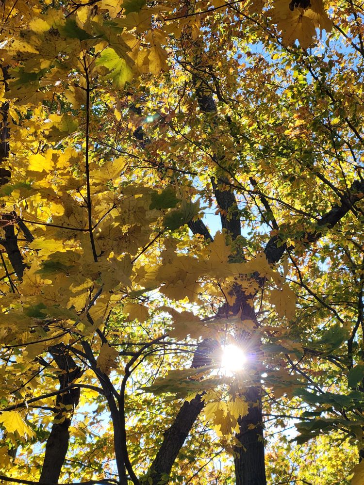 Sun shining thru some tree trunks & yellow fall leaves