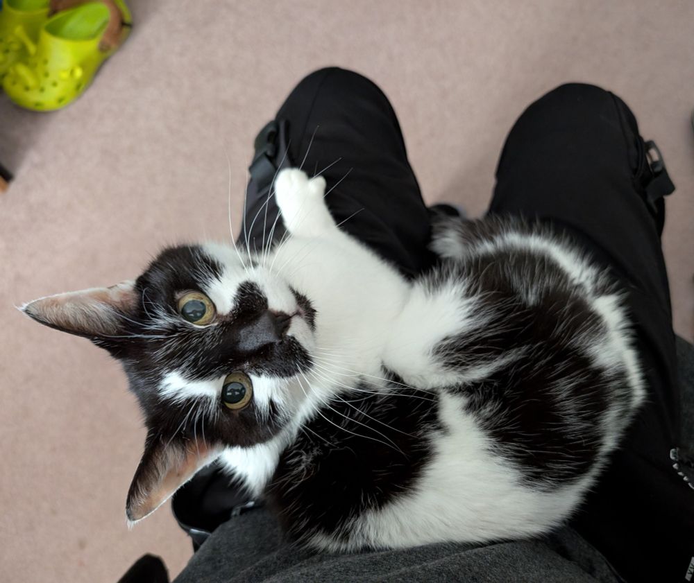 A black and white cat laying across a person's legs from the POV of the person. The cat is looking up at the camera.
