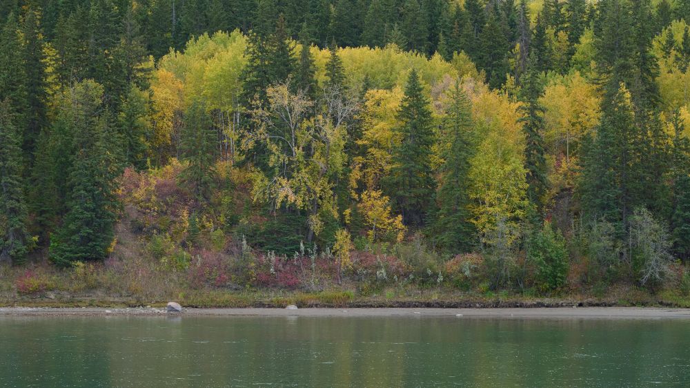 A riverbank with bright yellow Aspen trees surrounded by Pine trees. The bushes by the shore are a deep red. The Dogwood and Squashberry and Guelder-rose bushes turn red. The Willow bushes are a silvery green.