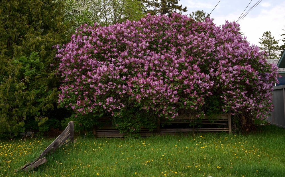 A big lilac bush in full bloom in a back yard. The neglected fence is falling down on the grass and dandelions.  