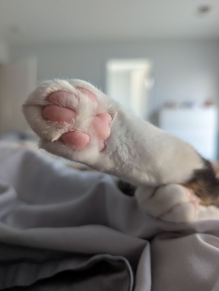 A white cat paw with pink pads